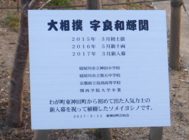 東神田町自治会館にある宇良和輝関の新入幕を祝う記念樹 - 寝屋川つーしん