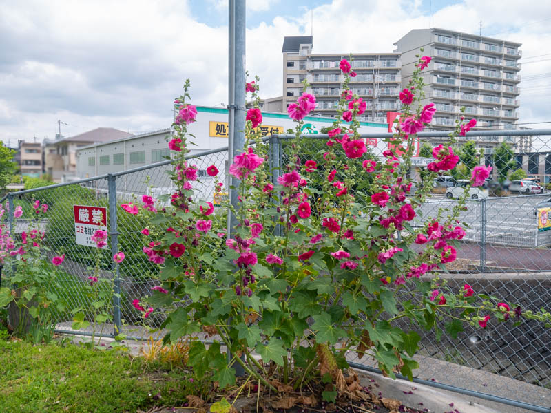 萱島南町の からくる親水広場 にタチアオイやアジサイの花が咲いてる 寝屋川フォト 寝屋川つーしん