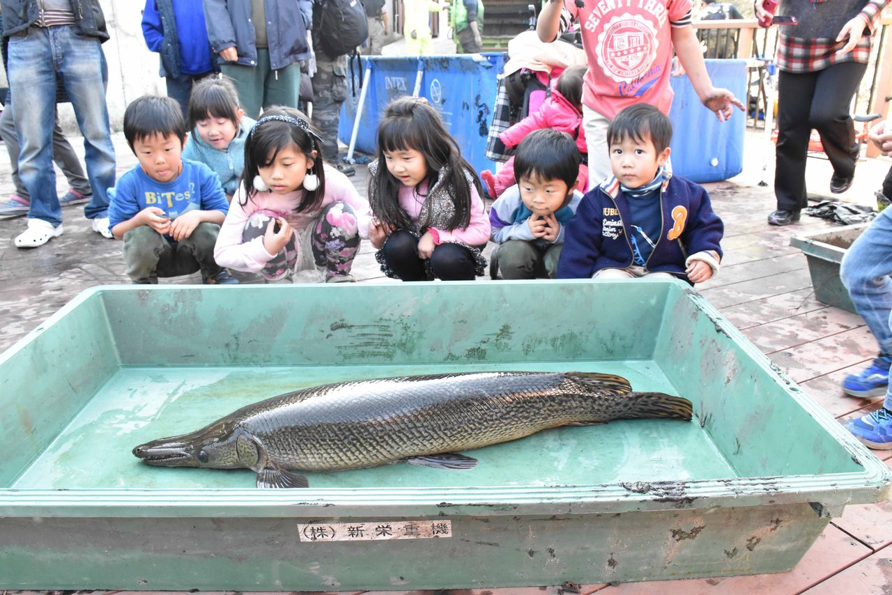 1 2 火 に放送された 池の水ぜんぶ抜く で 山新池のアリゲーターガーを根絶 他にもウシガエルや二ホンイシガメなどが見つかる 寝屋川つーしん